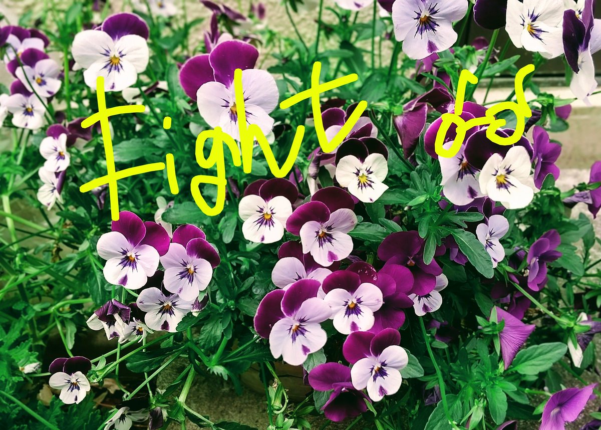 ぐっさん💐 tweet media
