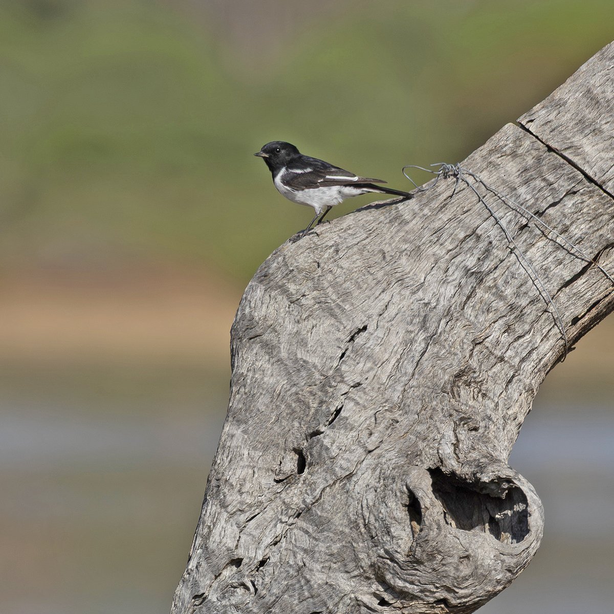 Sandy Horne tweet media