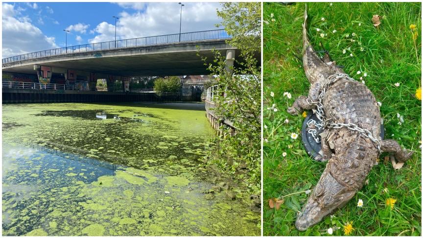 🐊🤯 Un pêcheur retrouve un cadavre de crocodile dans le canal de Roubaix. Dimanche soir, Belkacem, Roubaisien de 28 ans, était en train de pratiquer la pêche à l’aimant quand il a découvert au bout de son aimant, un cadavre de crocodile emballé dans un sac de couchage. (VDN)
