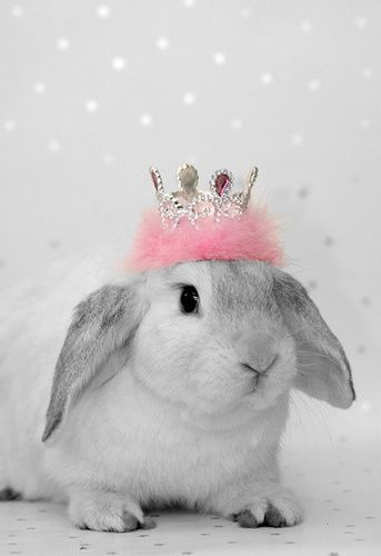 Moth Night Owler tweet media