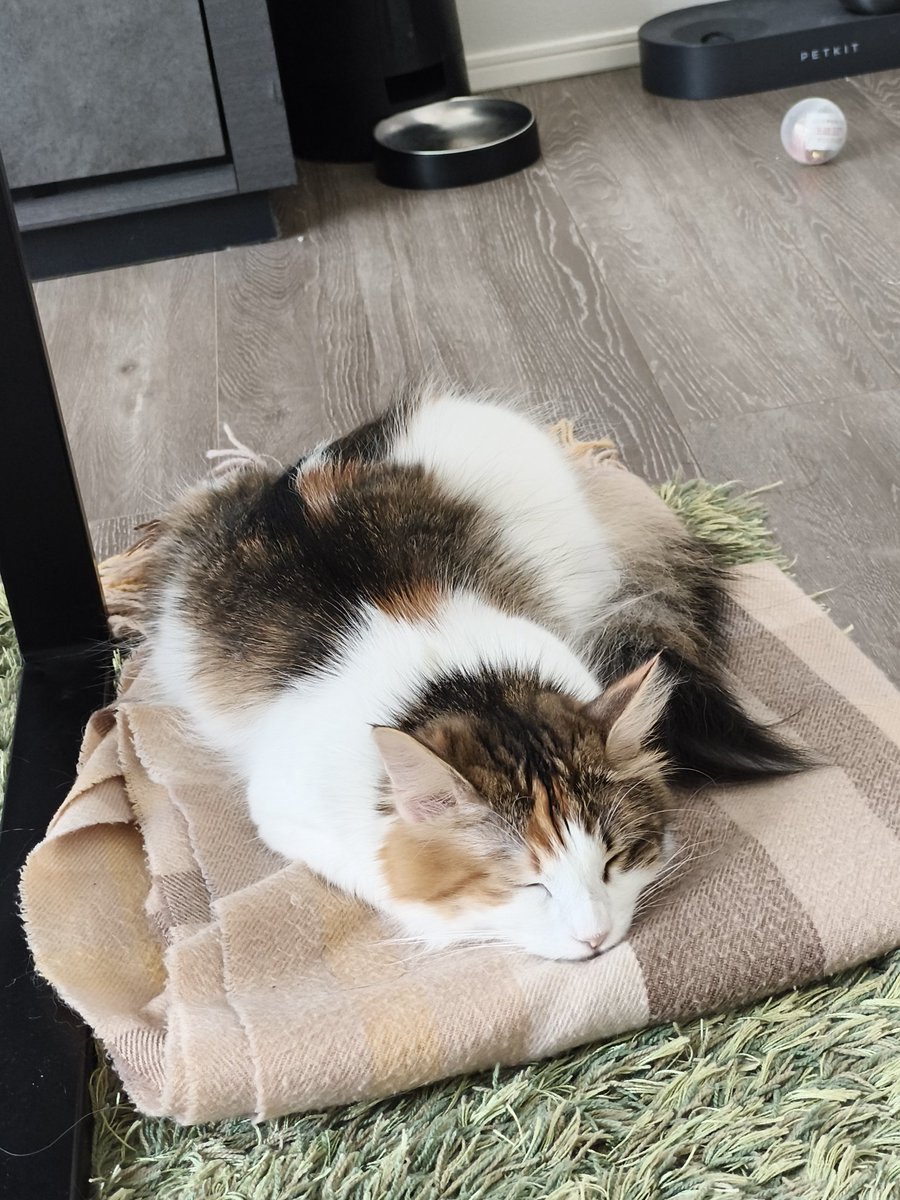 hamaguri_na's tweet photo. おはよ
 #ノルウェージャンフォレストキャット
 #猫のいる暮らし
 #猫好きさんと繋がりたい https://t.co/ZgyE8RGVS1