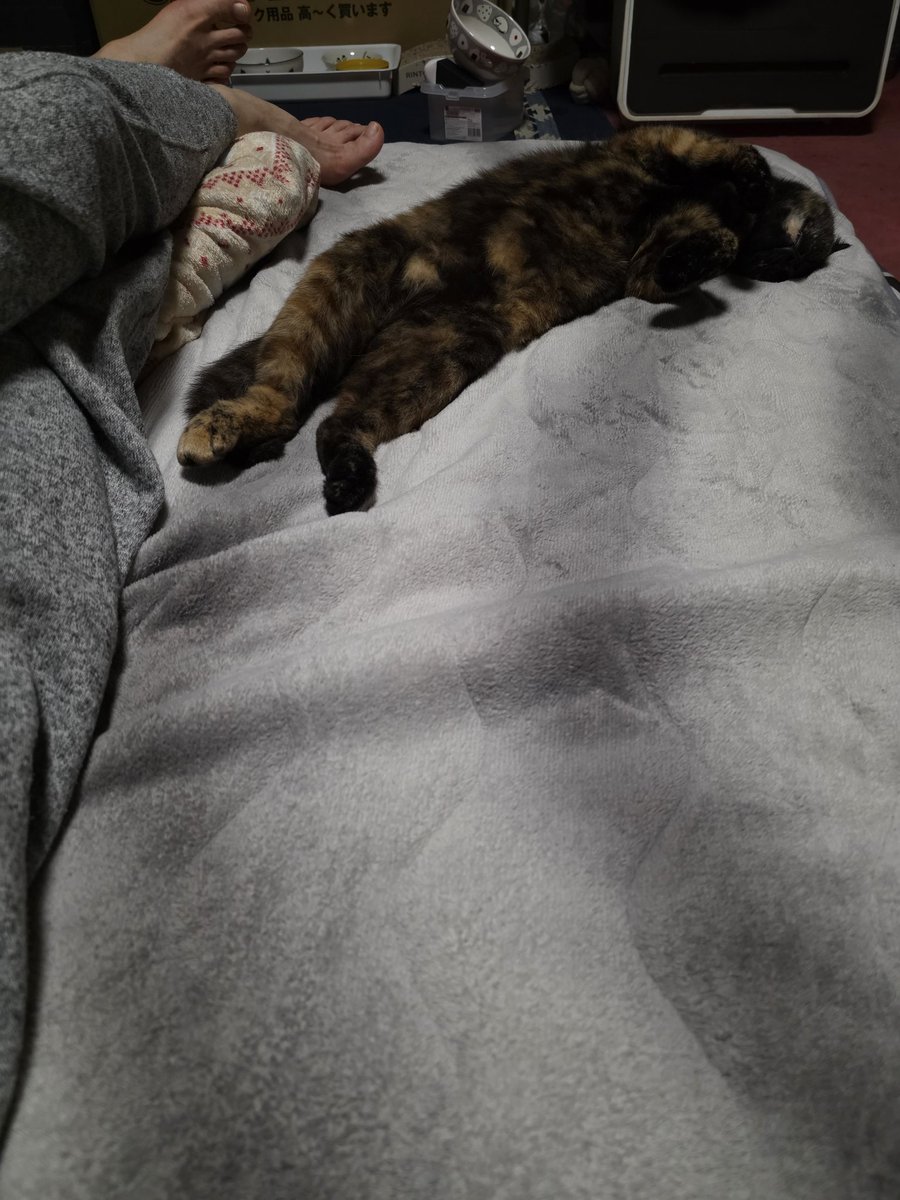 バーイナ(^w^) tweet media