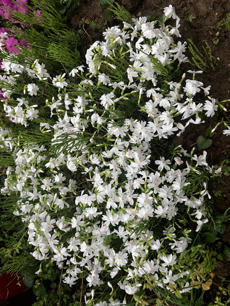 マッキー@UC寛解:05/09ぐんま100kmウォーク06/07高田城 tweet media