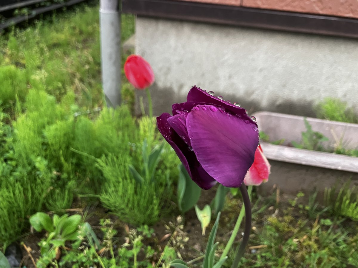 マッキー@UC寛解:05/09ぐんま100kmウォーク06/07高田城 tweet media