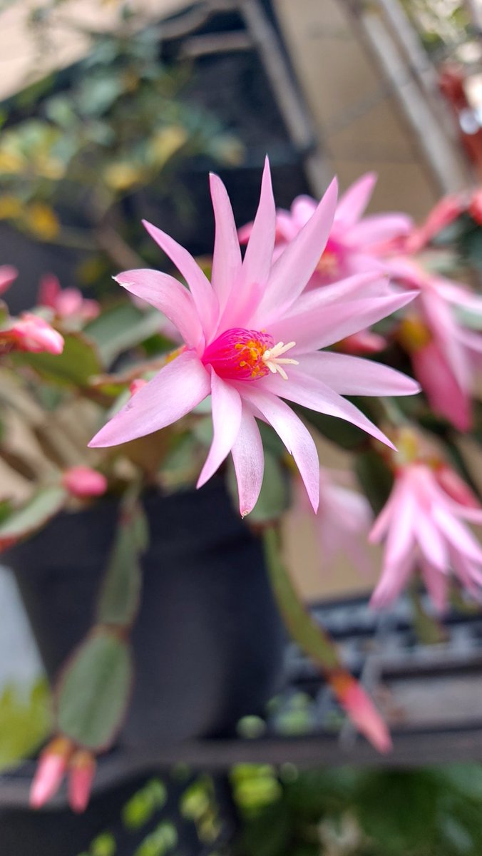 Cheliux Jaime tweet media