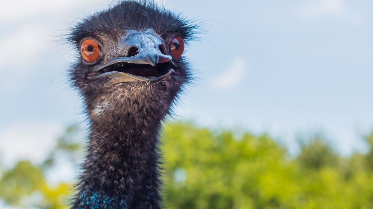 StockheadAU's tweet image. Moho Resources has lined up a 5000m RC drill program at its Bush Chook project in WA’s East Pilbara, with Rocky Ridge beside the historic Mountain Maid mine within haulage distance of the Golden Eagle plant near Nullagine. [link] #ASX #mining #goldnews.
buff.ly/p0JXDyg