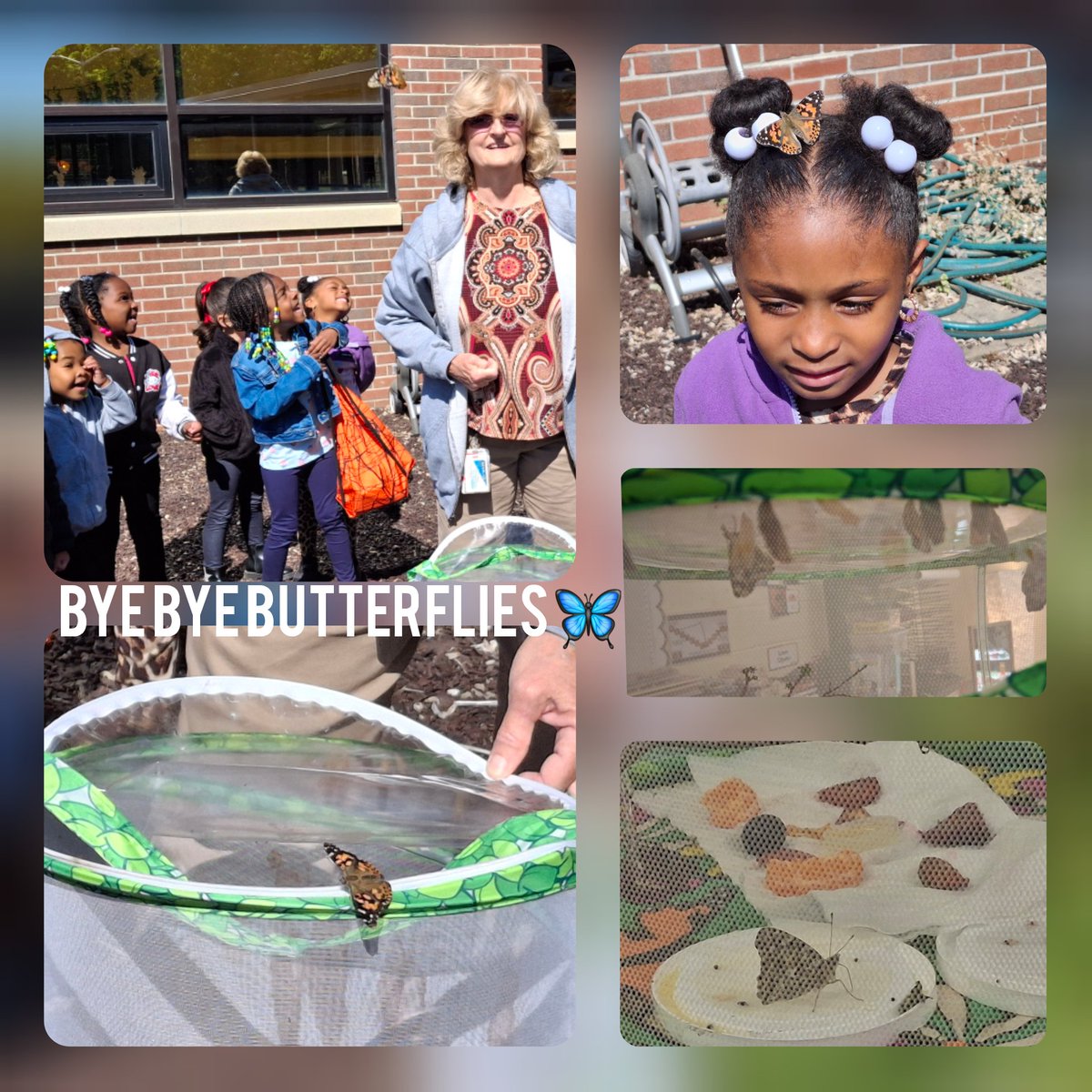 CasPear31's tweet image. Today, we set our butterflies free in the school garden. 9/10 emerged from their chrysalis. One butterfly really liked one of our girls. 🦋 #PreKRocks #LifeCycle #Insects