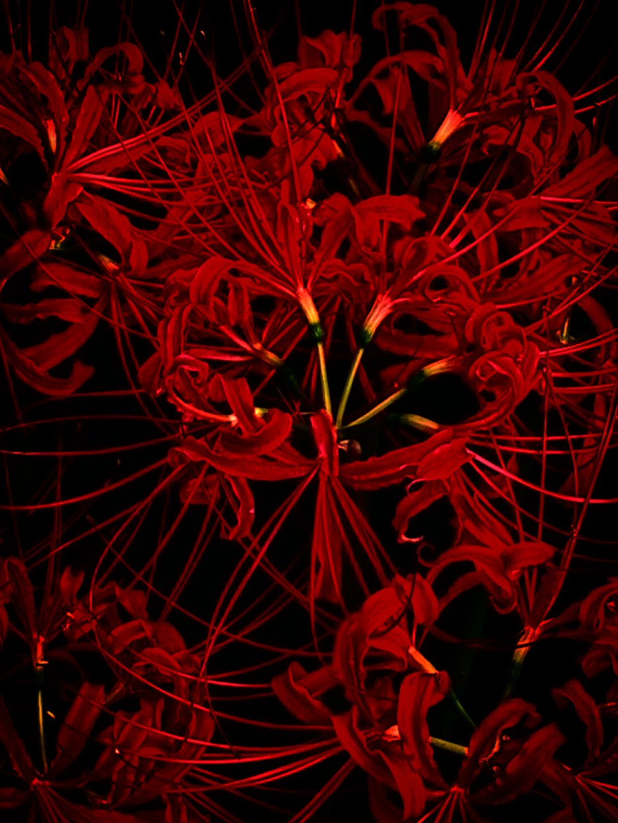 本田武彦 tweet media