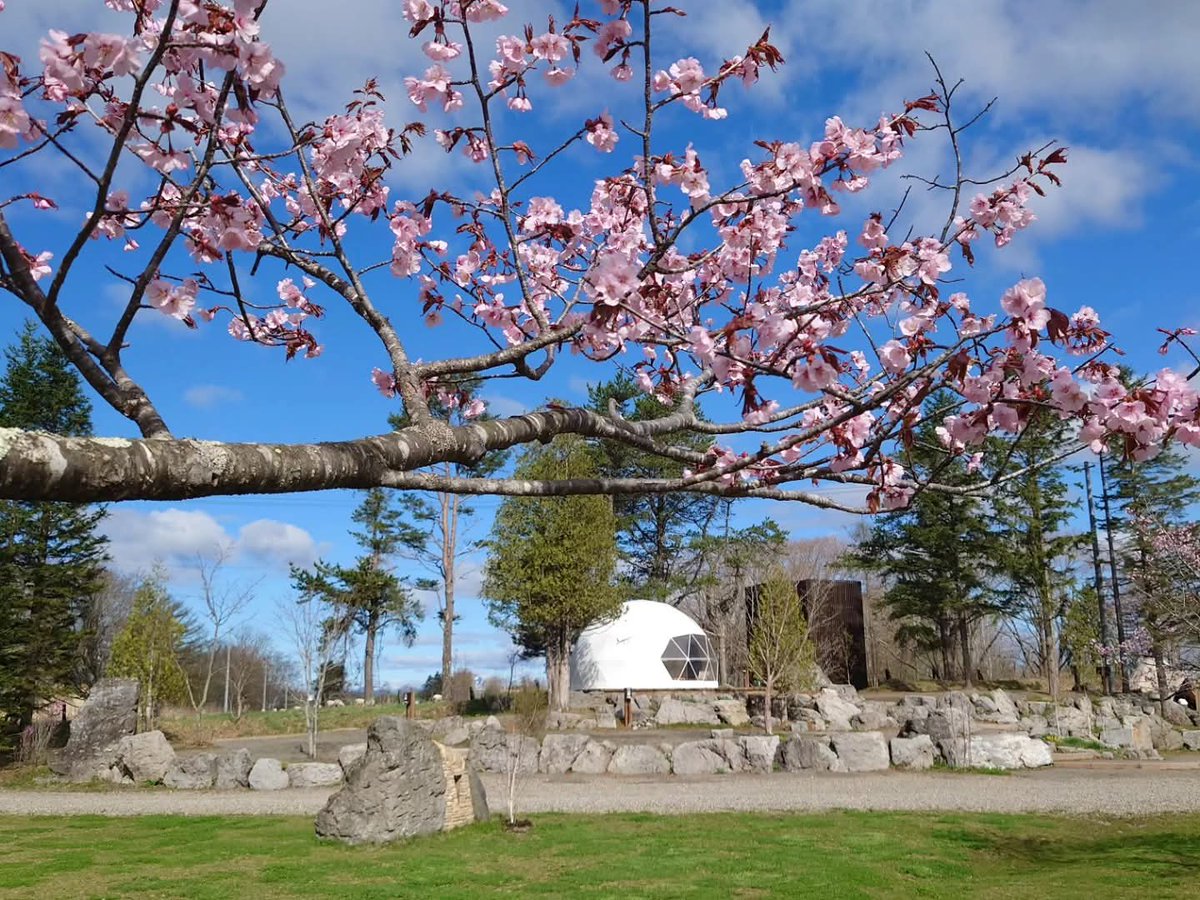 koyalab's tweet photo. 絶景キャンプ！北海道足寄町ゴールデンウィークは雲海&amp;桜
https://t.co/wxD0wRI4VO https://t.co/mIT4EGSG1n