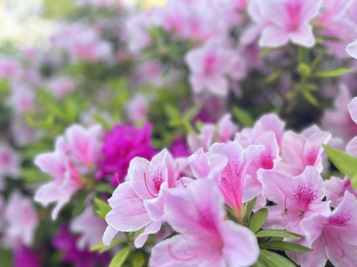 バーバラ亜紀 tweet media