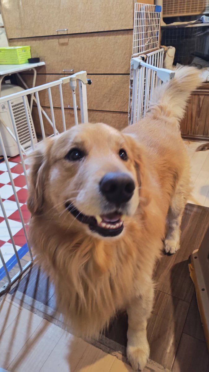 アニマルカフェけだま【貸切ふれあいのため予約制】 tweet media