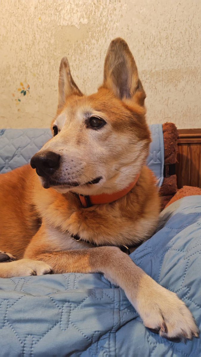 アニマルカフェけだま【貸切ふれあいのため予約制】 tweet media