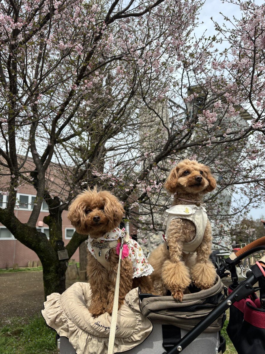 ～*＊masumi＊*～ tweet media