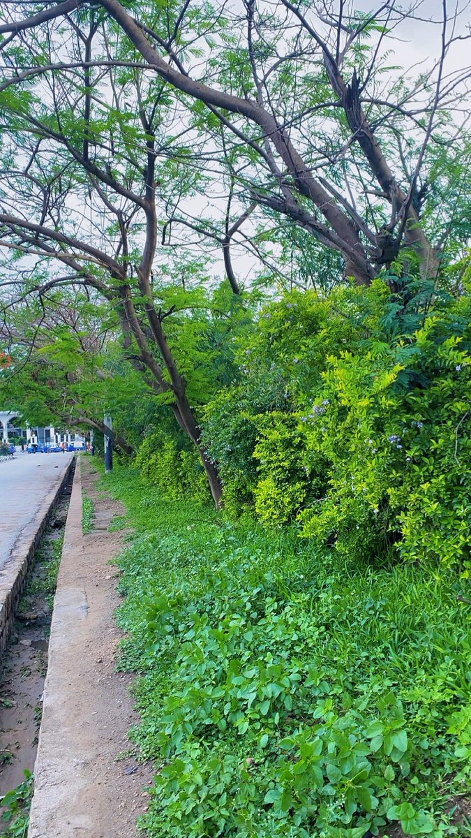 S_Faroole's tweet photo. Green brings me joy.  🌴❤️ https://t.co/02i5Q8tS9n