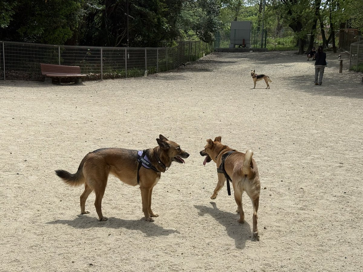 silspi's tweet photo. 保護犬知多犬
いつものラン
#雑種犬 #zasshu #chita_dog #知多犬 #野犬の子 https://t.co/hEXsYzyEFZ