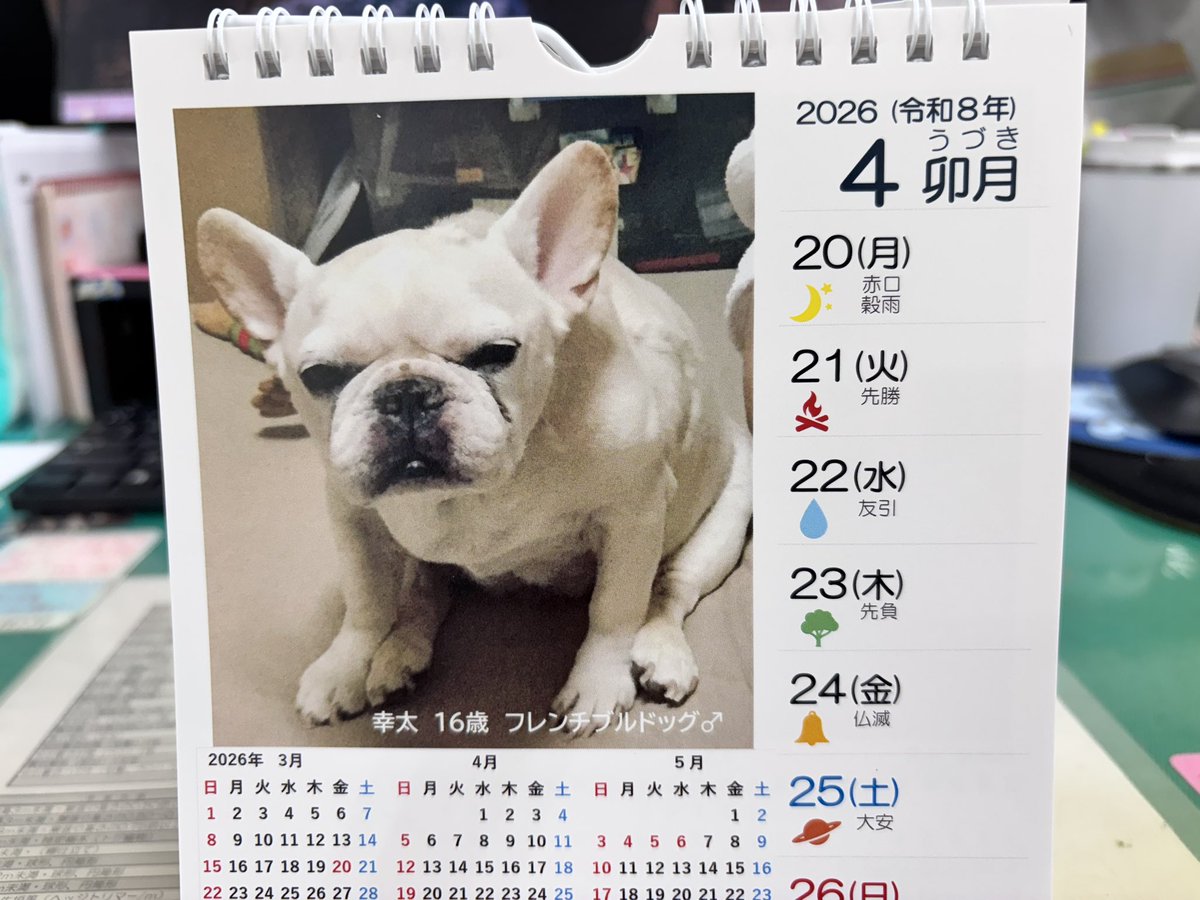 gomashiba_sana's tweet photo. #ロウケンズカレンダー
優しいめんめのホワイト🤍のおふたり
上手にお座りしてるのは幸太さん🐾♡
そのままヒョイって抱っこしちゃうぞ〜♡
お隣のモーリさん🐾♡は青い靴下がおしゃれです♪滑らないように履かせてもらったんだね！
ロウケンズのお試しアイテムですね！
今週も応援よろしくね🐾 https://t.co/sAN5KPG9S0
