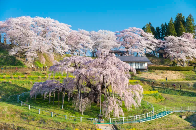 Embajada del Japón en Chile tweet media