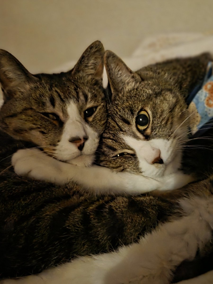 hiyo217ko's tweet photo. 色々と不安(石油と熊と地震)
猫見て落ち着こう😺🩷😺
#ねこかわいい
#きじしろ https://t.co/yVp0qyYqyH