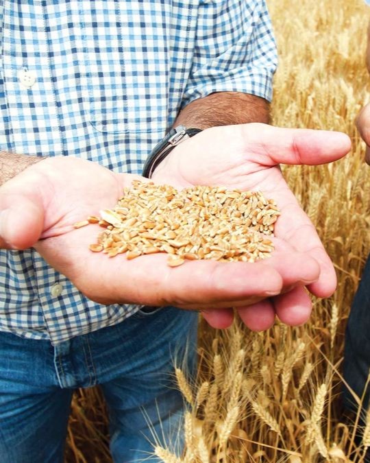 GRDC tweet media