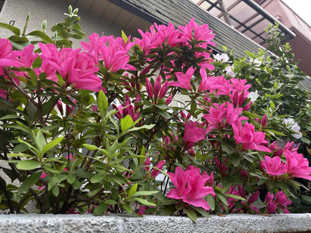 hottashinzo tweet media