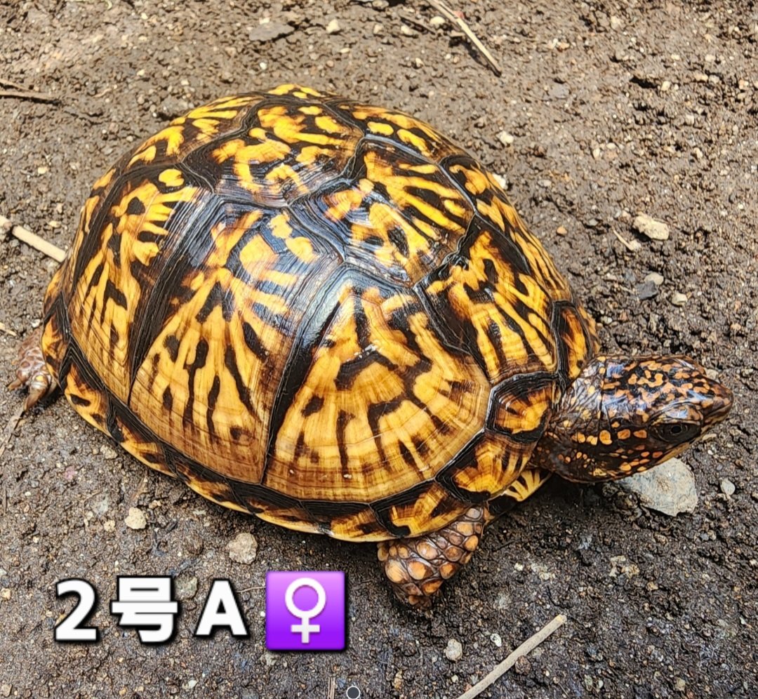キボシ帝国 spottedturtle⭐empire tweet media
