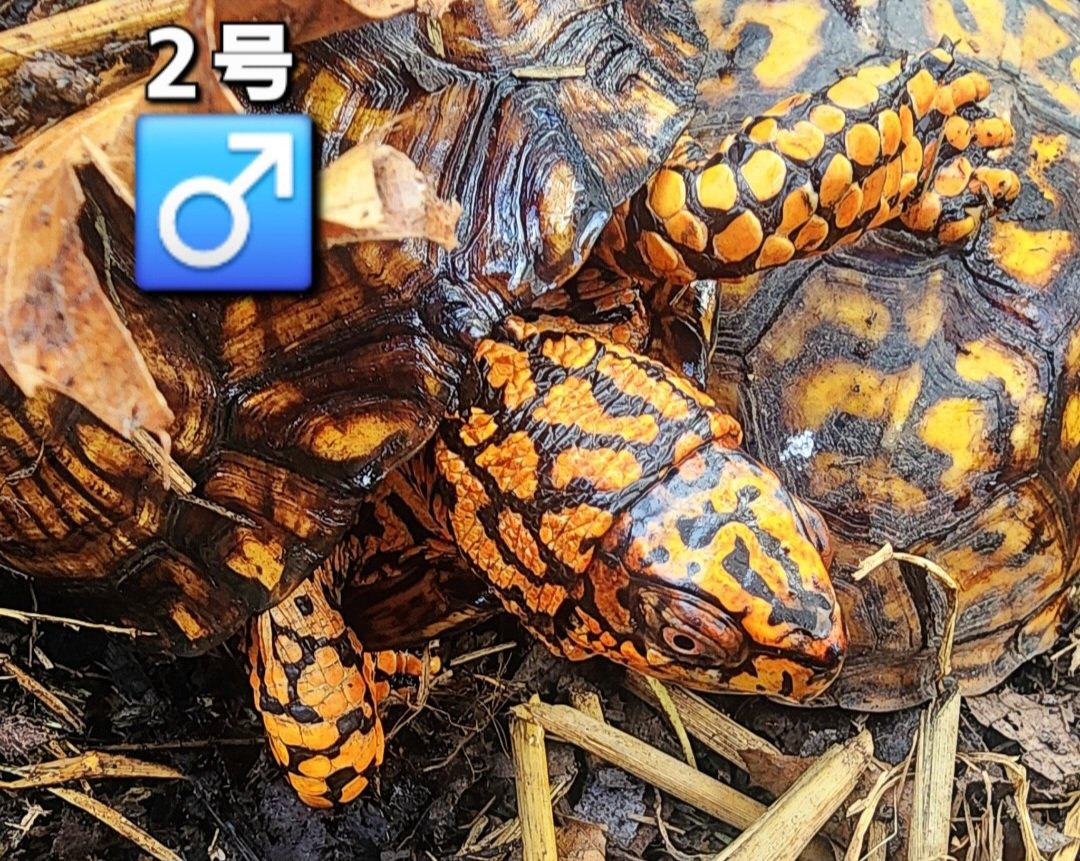 キボシ帝国 spottedturtle⭐empire tweet media