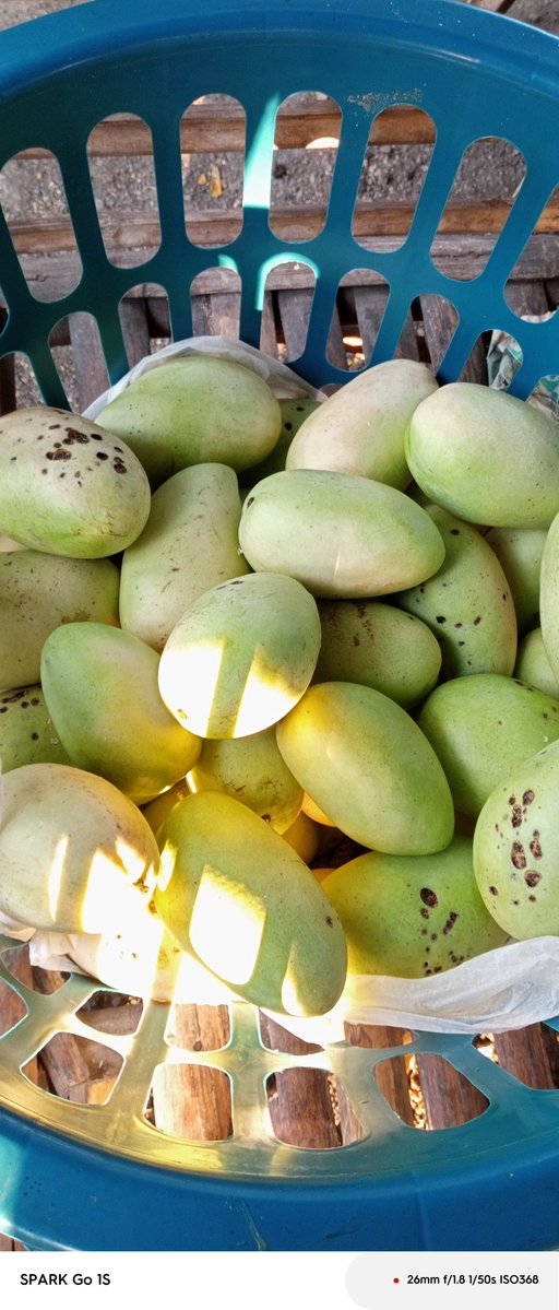 BisDakss Tito 18.3K suspended tweet media