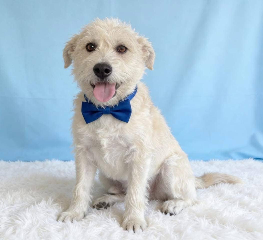 Rescate Animal tweet media