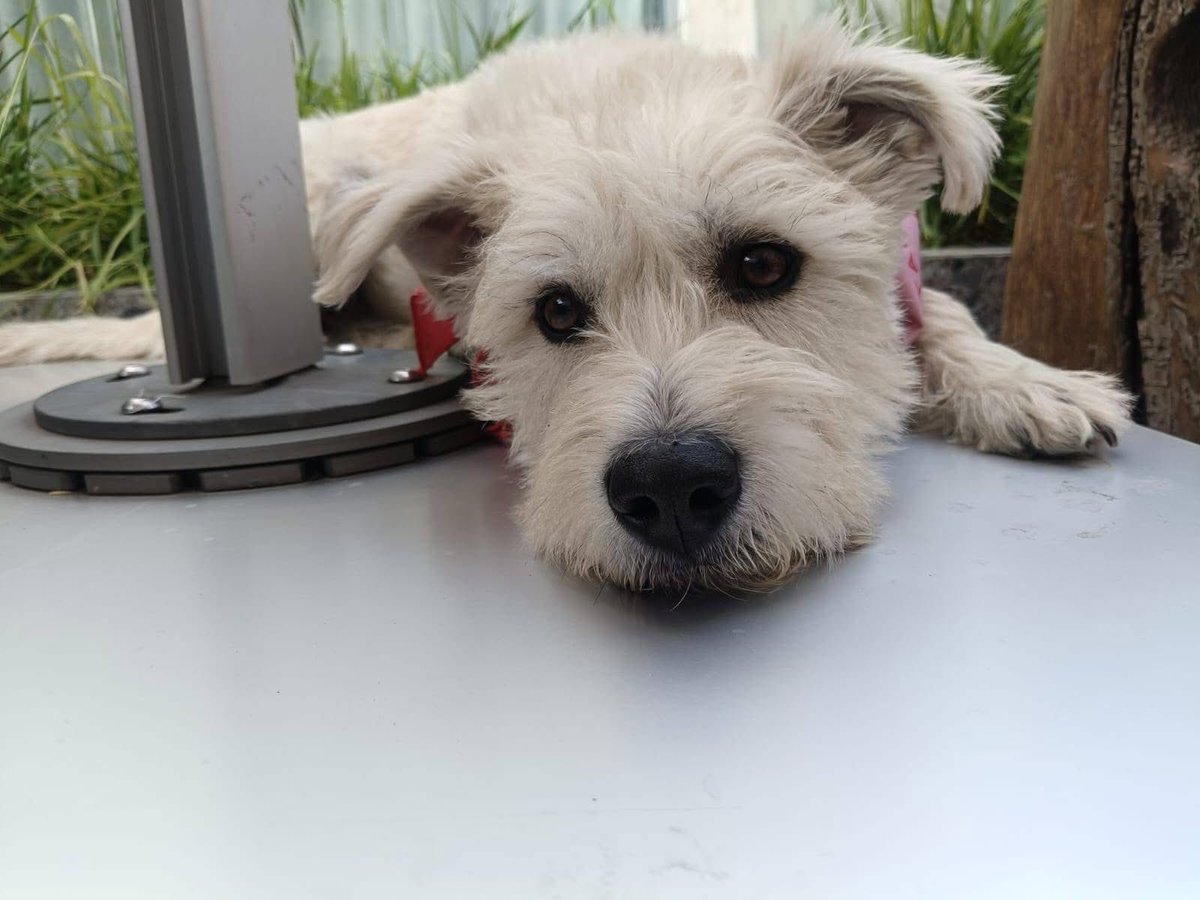 Rescate Animal tweet media