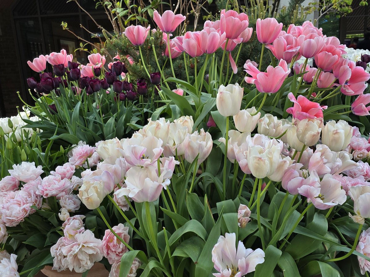 Rachael67947693's tweet image. Good night all, another exciting day of gardening for me tomorrow! This not working malarkey is great fun! 
#garden #nature #flower #gardening