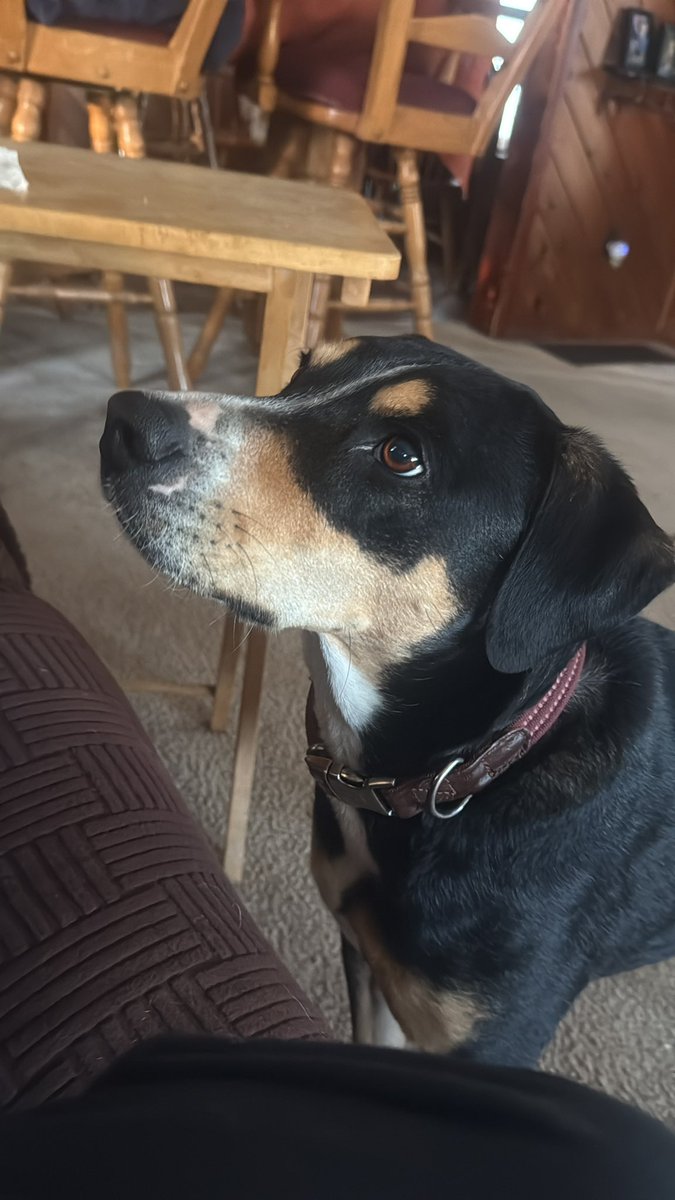 thewatcher1960's tweet image. Mommie has a piece of cake and I’m gonna get me some #dogs #pets