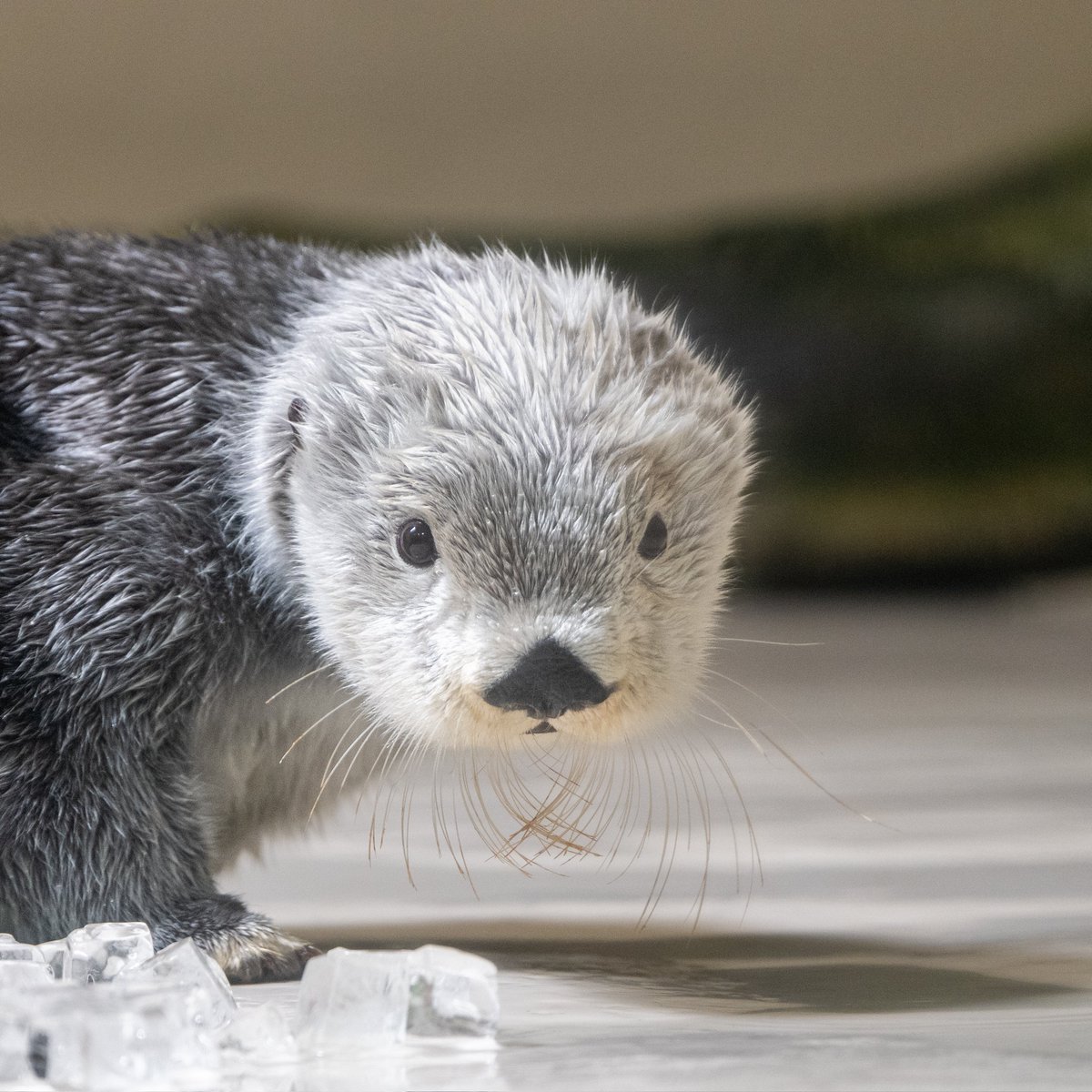 鳥羽水族館のラッコ・キラちゃんが18歳の誕生日を迎えファンからお祝い