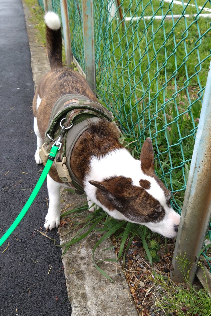 🈁フレブルコーギーここ tweet media