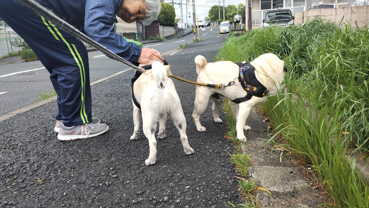 Isa7197's tweet image. おはようございます。
雨が止むタイミングで散歩を終えました。
#pug #パグ