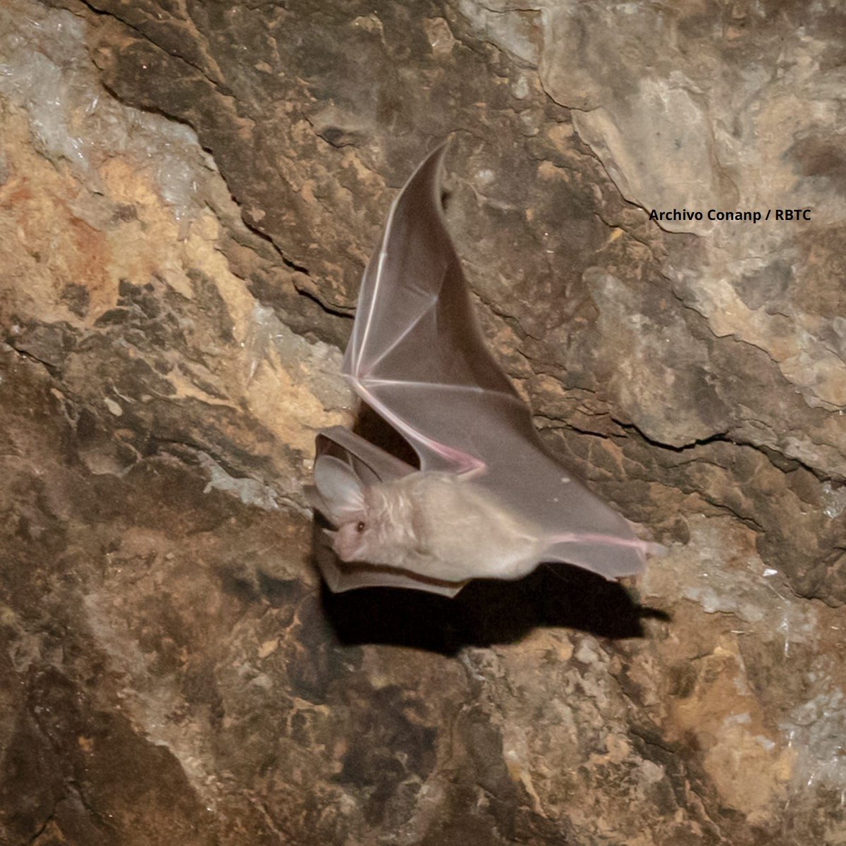 nvinoticiasoax's tweet image. 🦇✨ Renace la Cueva del Cerrito: el murciélago orejón mexicano regresa tras casi desaparecer
De 50 a más de 500 ejemplares en un logro ecológico histórico 🌱

Lee más: [nvinoticias.com]
Dale like, comenta y comparte. 

#ÚltimaHora #MedioAmbiente #México