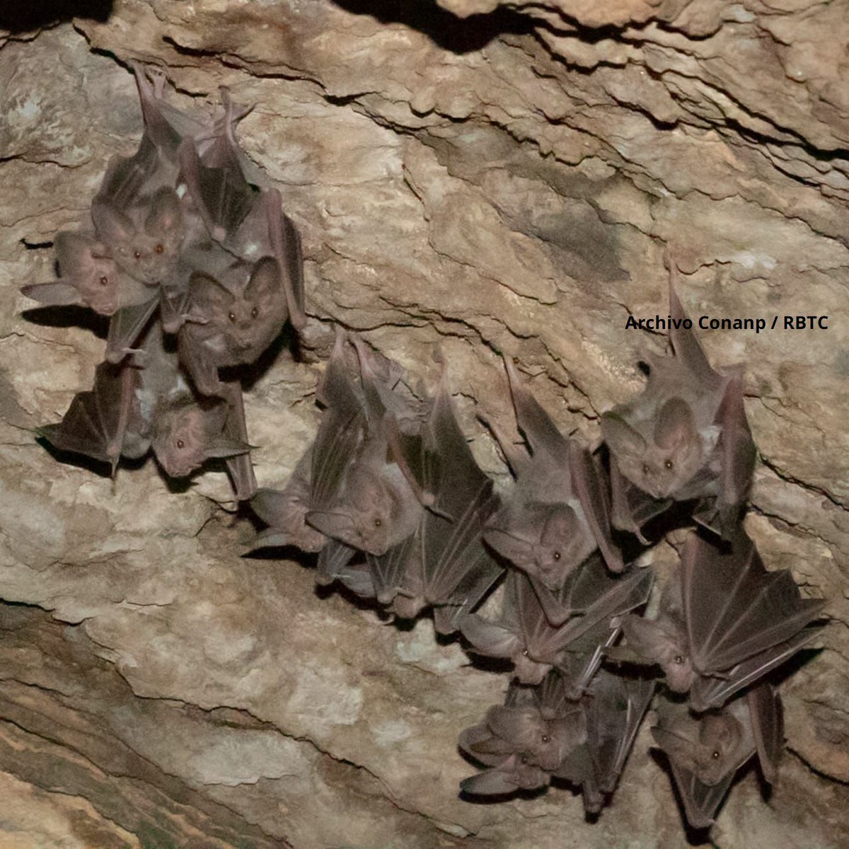 nvinoticiasoax's tweet image. 🦇✨ Renace la Cueva del Cerrito: el murciélago orejón mexicano regresa tras casi desaparecer
De 50 a más de 500 ejemplares en un logro ecológico histórico 🌱

Lee más: [nvinoticias.com]
Dale like, comenta y comparte. 

#ÚltimaHora #MedioAmbiente #México