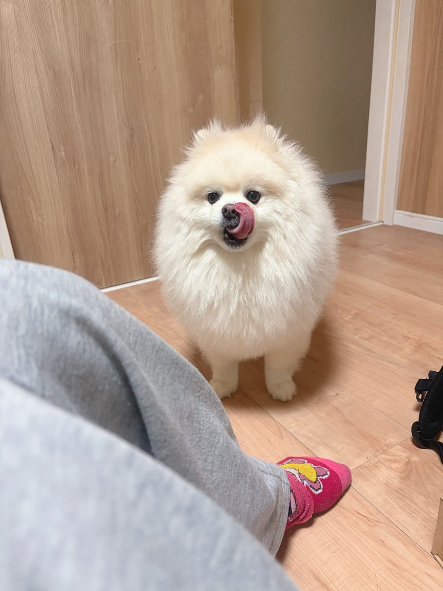 ちくわ（白ポメラニアン） tweet media