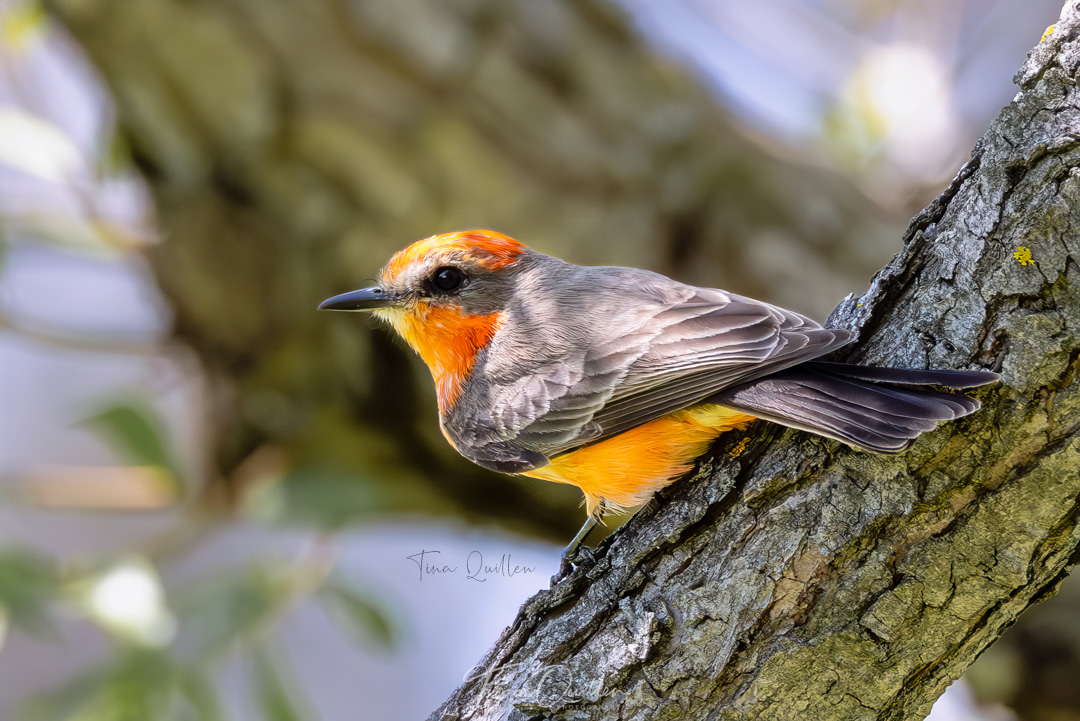 Tina Quillen Photography tweet media