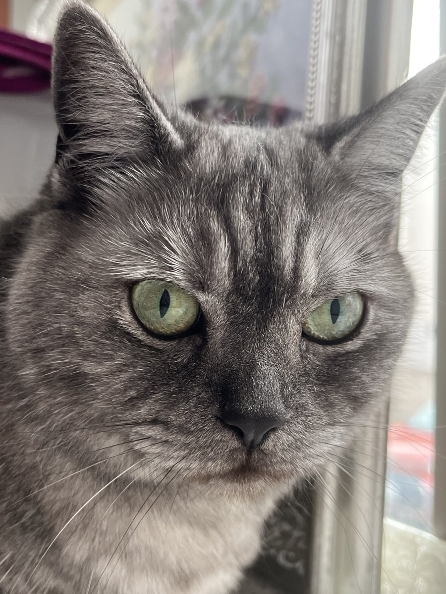 RNKmama1's tweet image. 4/21(火)おはようございます
🌷🍀

通勤通学の方気をつけて行ってらっしゃい👋

佳い一日をお過ごしください
🐈‍⬛🩷

パート行ってきます👋

くっちゃんお留守番頑張ってね✊

#ニャルソック