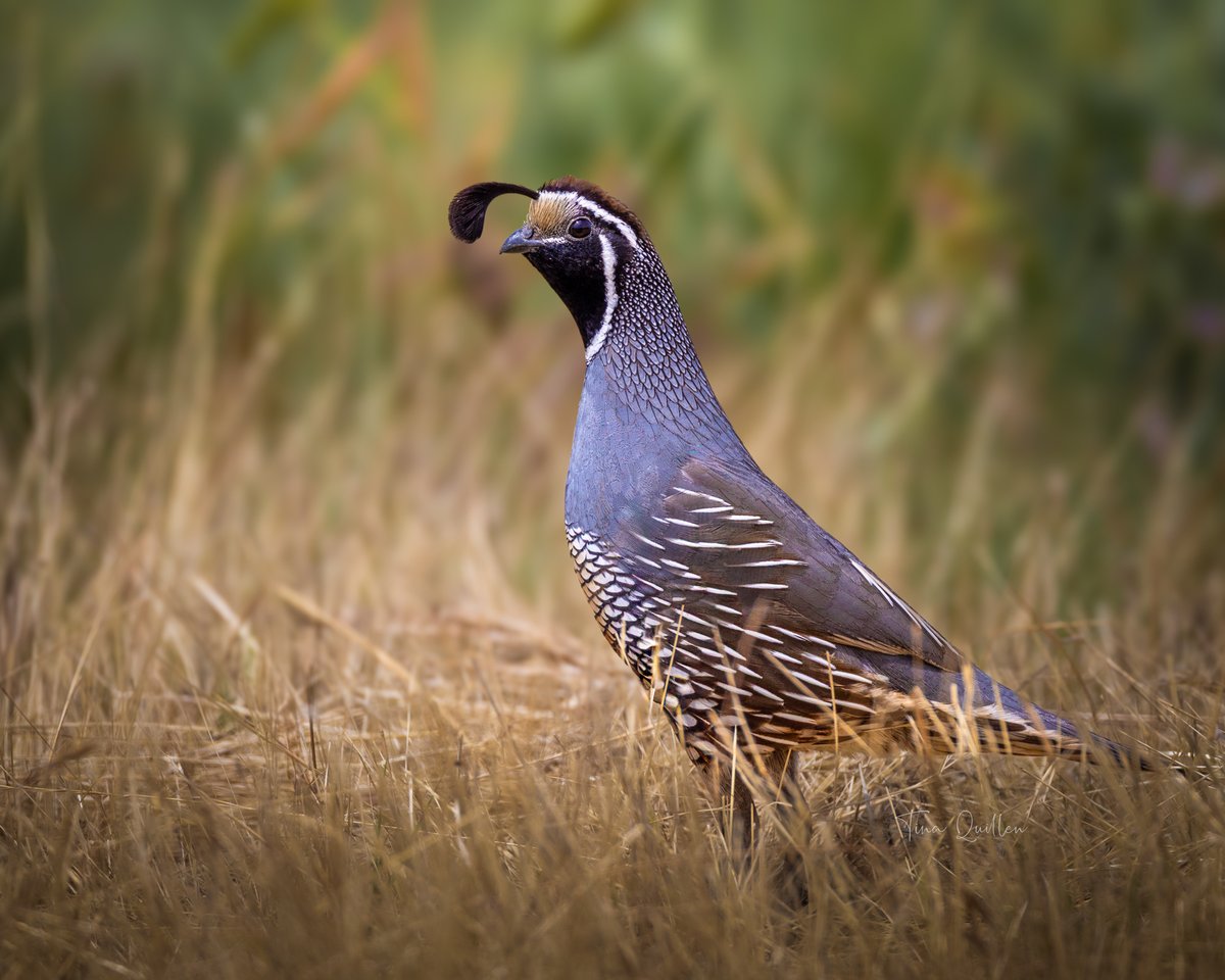 Tina Quillen Photography tweet media