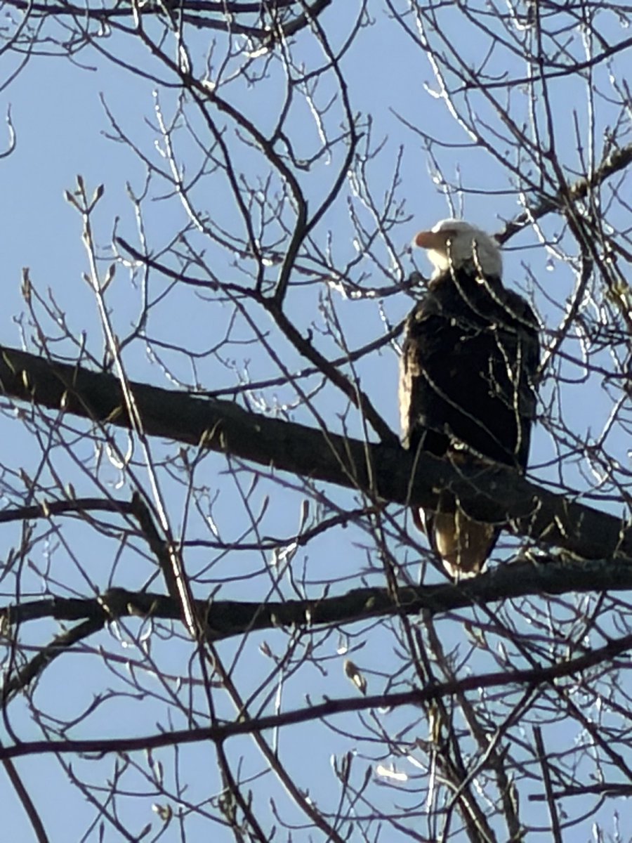 xvermonter61's tweet image. Sharing some more pics from this morning! Also, momma is very impressed with her new iPhone that she got for Christmas (17 Pro); the zoom is amazing!  #DogsofTwitter