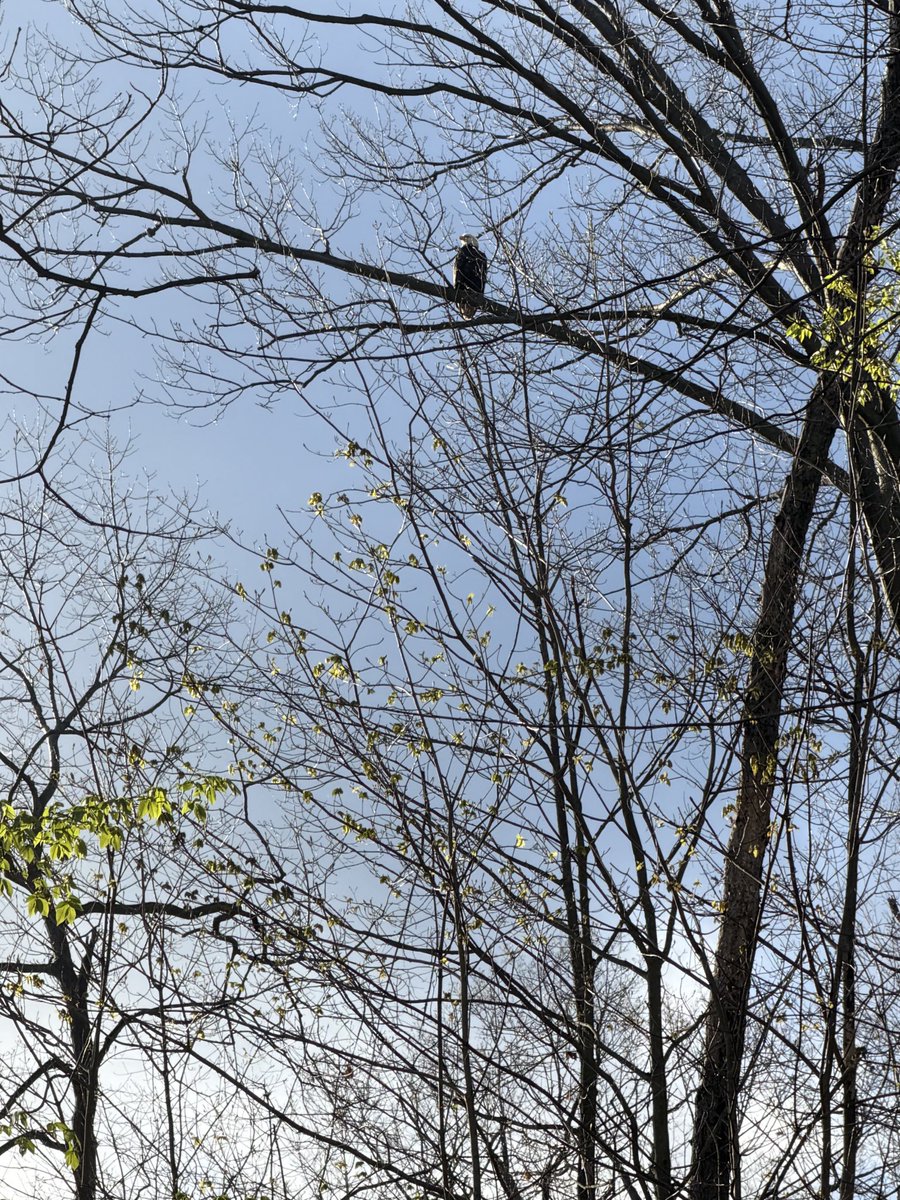 xvermonter61's tweet image. Sharing some more pics from this morning! Also, momma is very impressed with her new iPhone that she got for Christmas (17 Pro); the zoom is amazing!  #DogsofTwitter