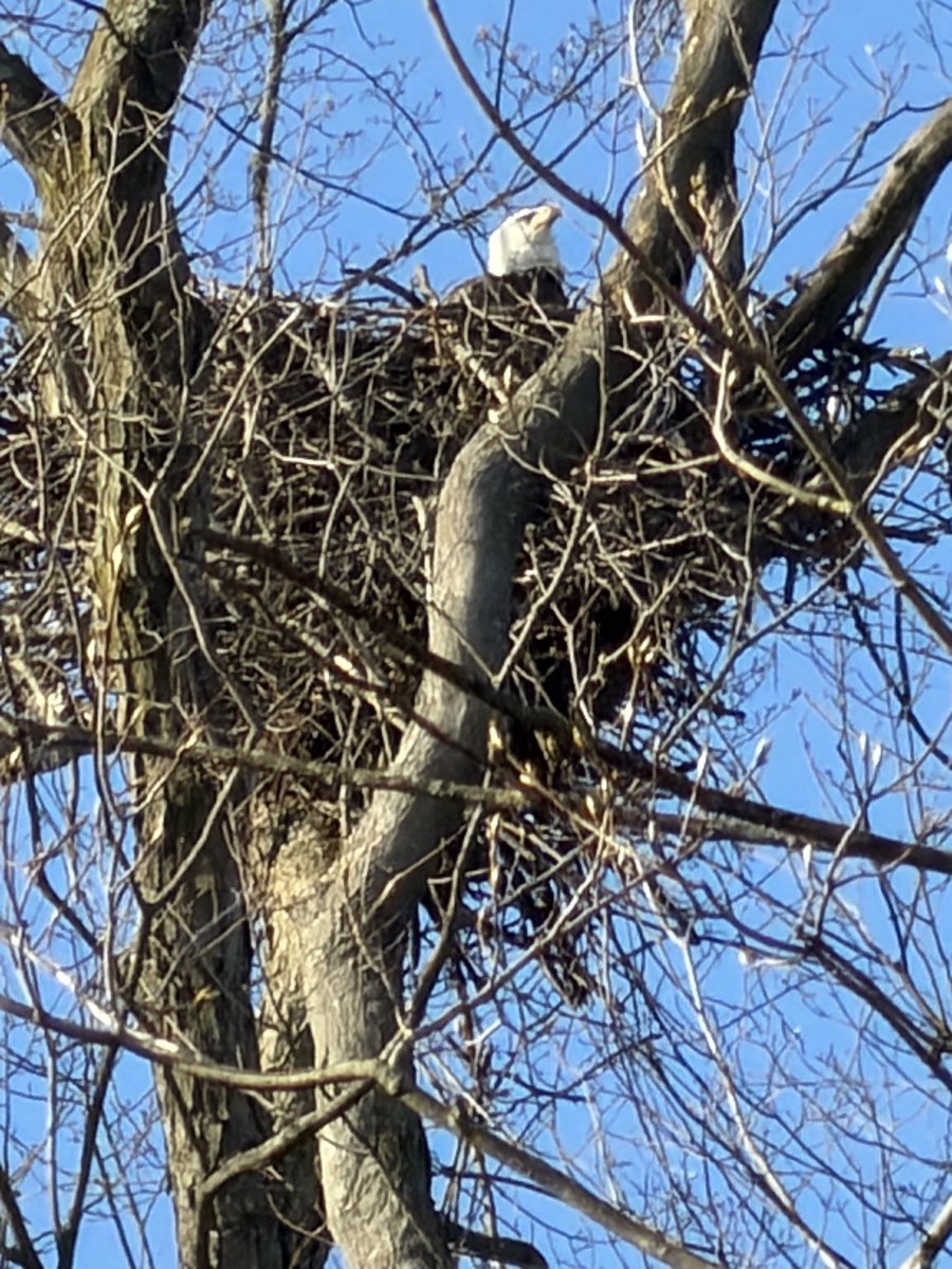 xvermonter61's tweet image. Sharing some more pics from this morning! Also, momma is very impressed with her new iPhone that she got for Christmas (17 Pro); the zoom is amazing!  #DogsofTwitter