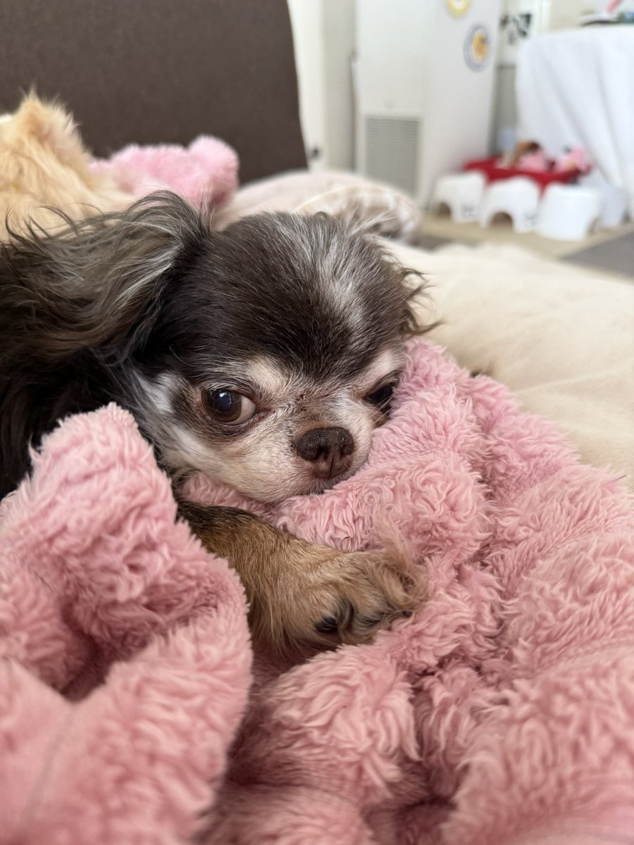 mimimimiwan's tweet photo. パパたんに豚骨臭いと言われたボクたんです🐷

#チワワ #犬のいる暮らし #犬好きな人と繋がりたい #Chihuahua #치와와 #dog #ととのんハウス #ととのん卒業犬 #保護犬 https://t.co/GatcSsX4xJ