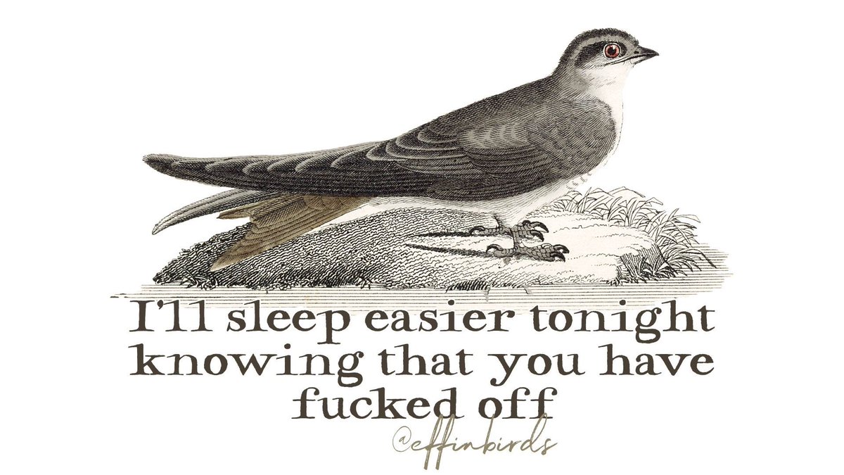 Effin' Birds tweet media