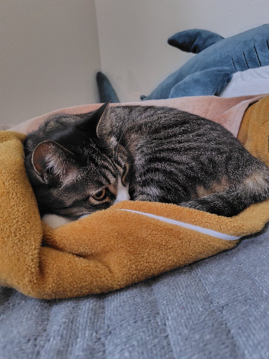 トイレから帰ってきたらこれ 