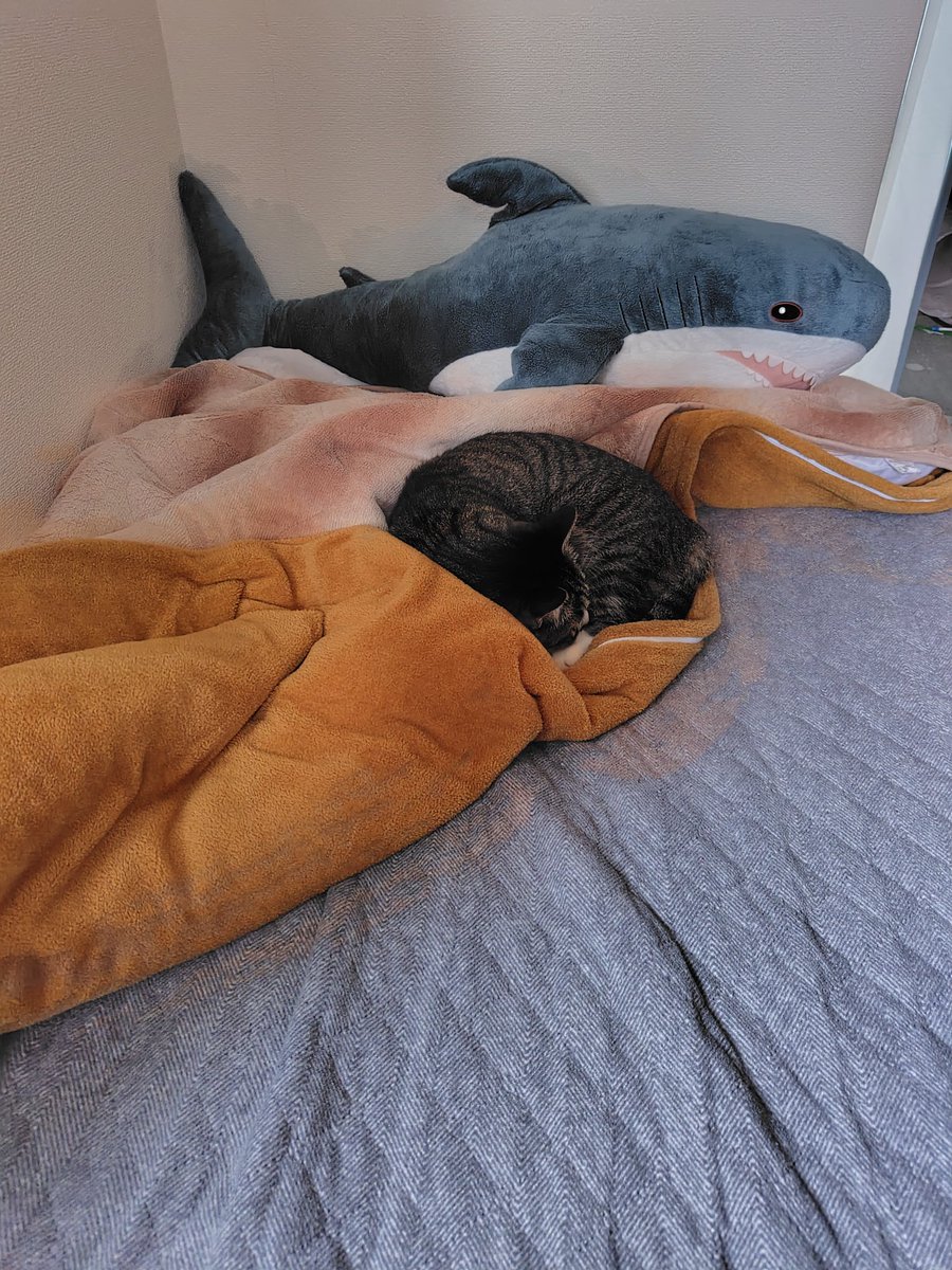 トイレから帰ってきたらこれ 