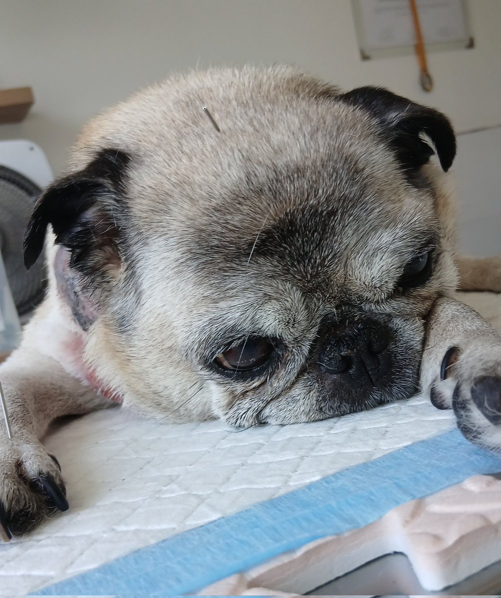 DeaInsaponata's tweet image. Vamos Milka, mi pequeña guerrera, recupera esa energía para seguir llenando la casa de alegría...acá estoy para cuidarte ❤️‍🩹 #PugLover #Pets