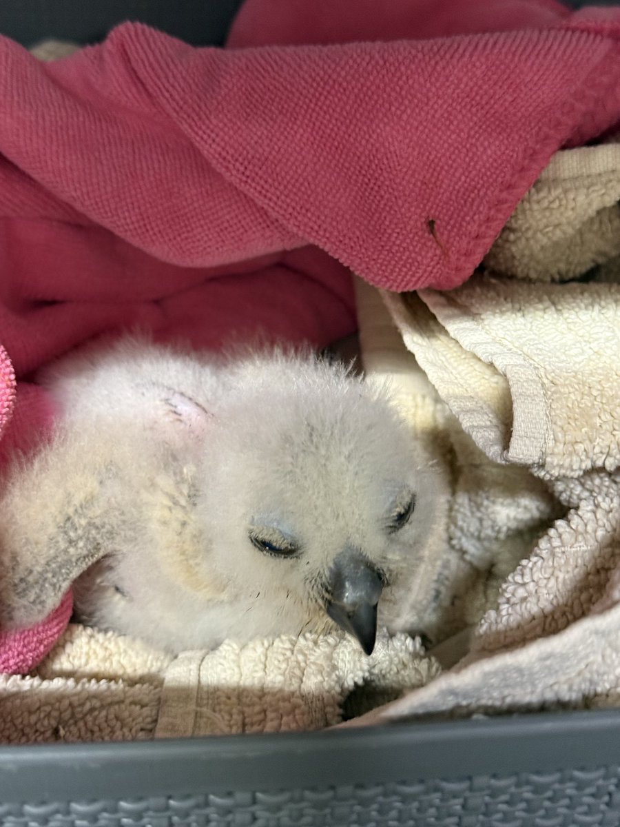 Bettie Cross tweet media