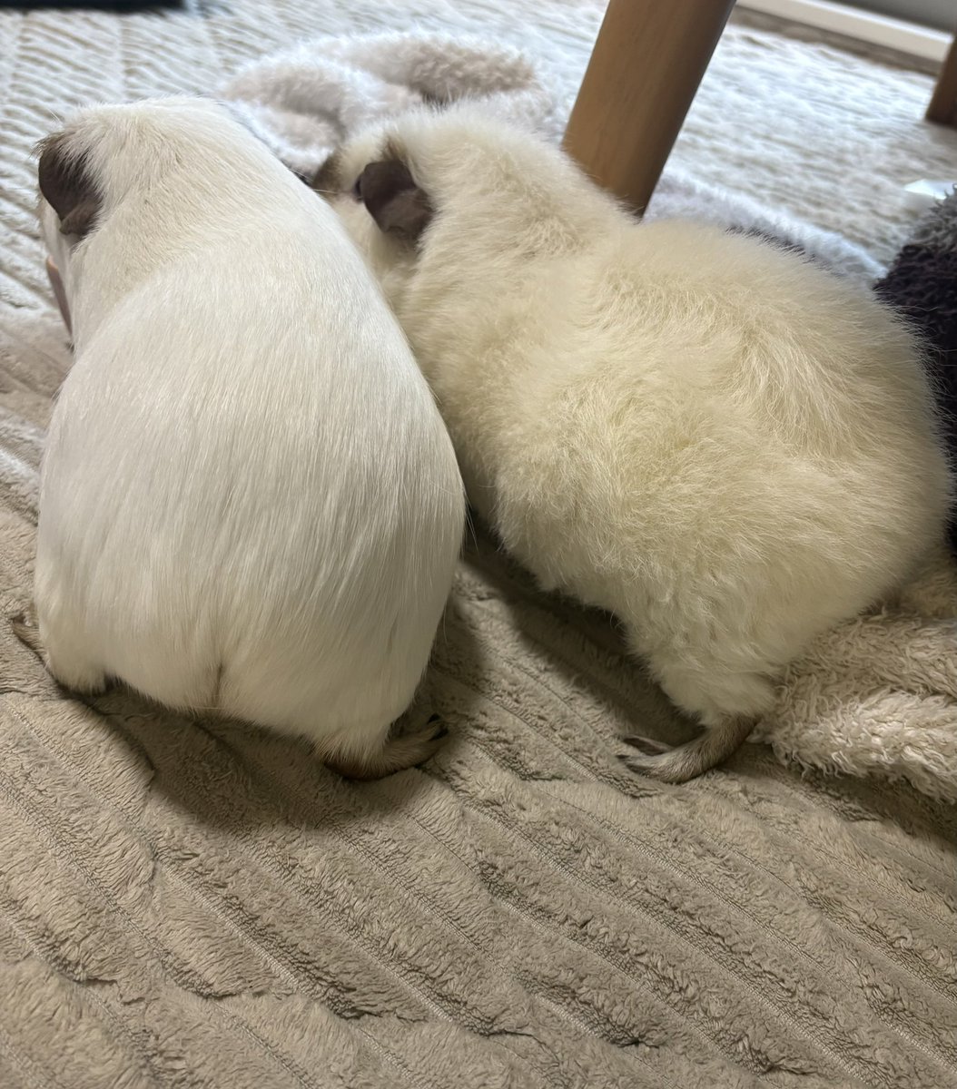 もるさんaimo🧵Little Fellows morusan tweet media